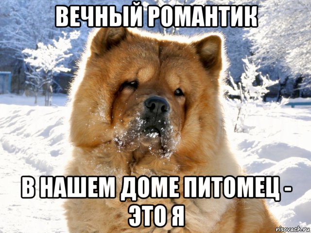 вечный романтик в нашем доме питомец - это я, Мем ВЕЧНЫЙ РОМАНТИК