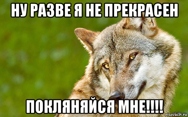 ну разве я не прекрасен покляняйся мне!!!!, Мем   Volf