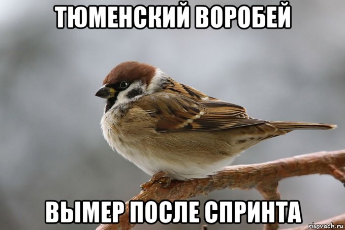тюменский воробей вымер после спринта, Мем Воробей