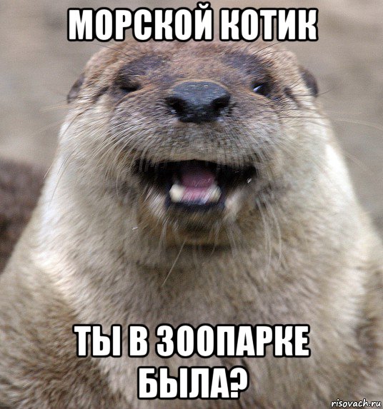 морской котик ты в зоопарке была?, Мем выдра