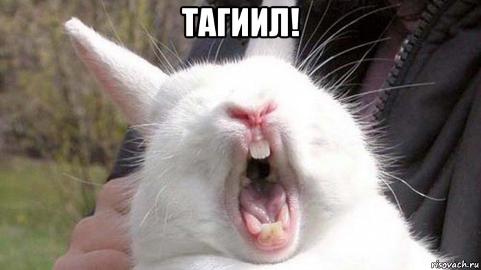 тагиил! , Мем Заяц бубенчик