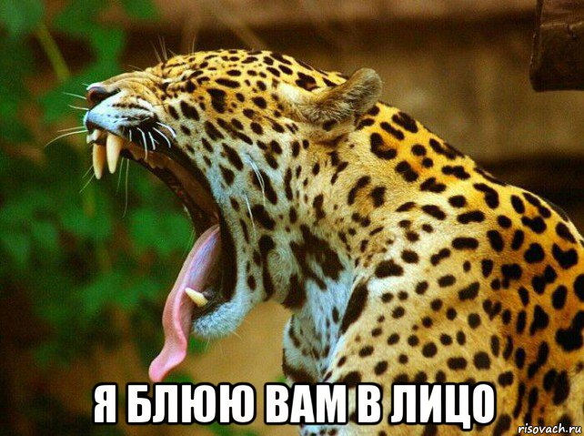  я блюю вам в лицо, Мем Зевающий леопард
