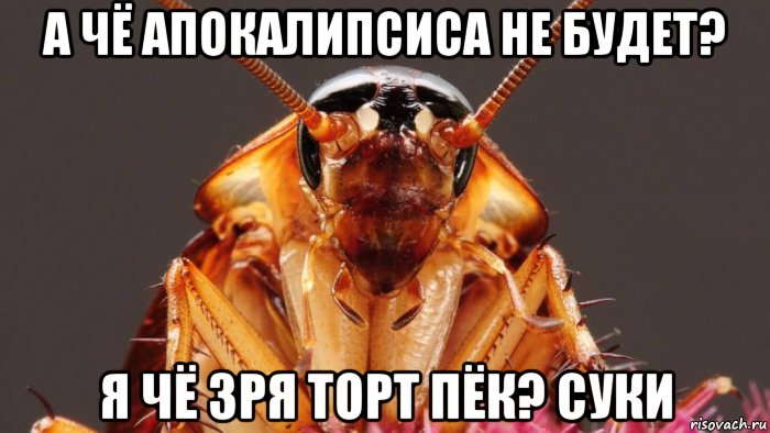 а чё апокалипсиса не будет? я чё зря торт пёк? суки