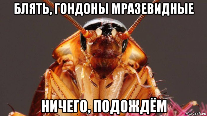 блять, гондоны мразевидные ничего, подождём