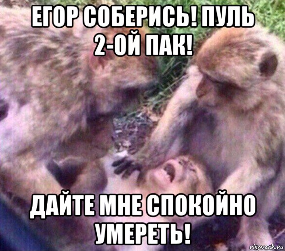 егор соберись! пуль 2-ой пак! дайте мне спокойно умереть!