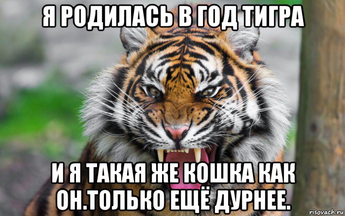 я родилась в год тигра и я такая же кошка как он.только ещё дурнее.