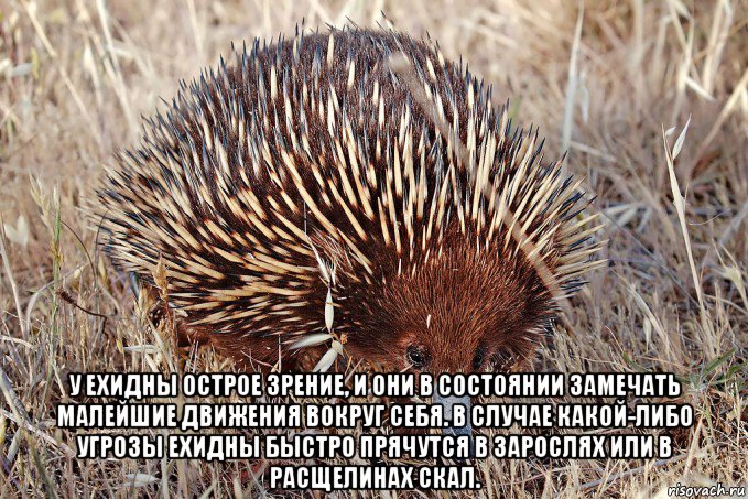  у ехидны острое зрение, и они в состоянии замечать малейшие движения вокруг себя. в случае какой-либо угрозы ехидны быстро прячутся в зарослях или в расщелинах скал.