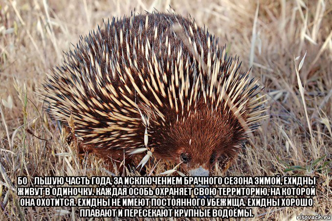  бо́льшую часть года, за исключением брачного сезона зимой, ехидны живут в одиночку. каждая особь охраняет свою территорию, на которой она охотится. ехидны не имеют постоянного убежища. ехидны хорошо плавают и пересекают крупные водоёмы.