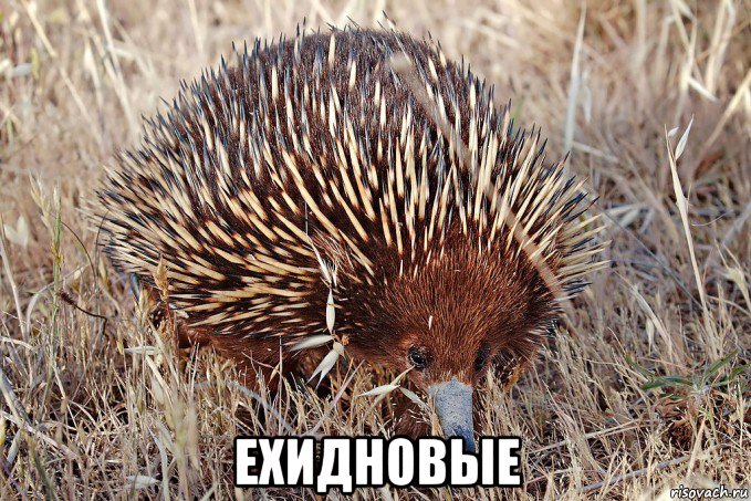  ехидновые