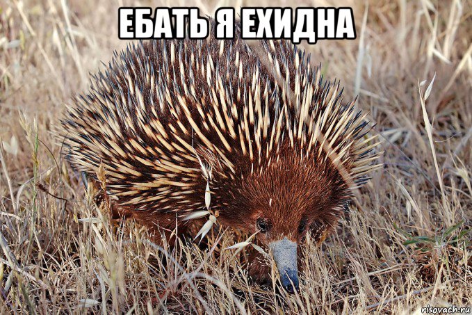 ебать я ехидна 