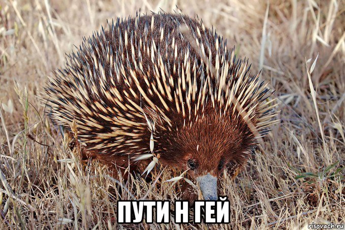  пути н гей