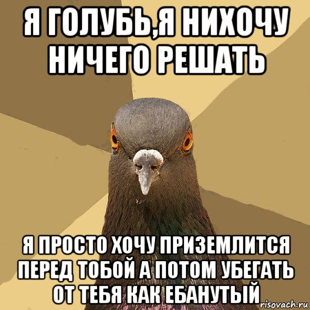 я голубь,я нихочу ничего решать я просто хочу приземлится перед тобой а потом убегать от тебя как ебанутый