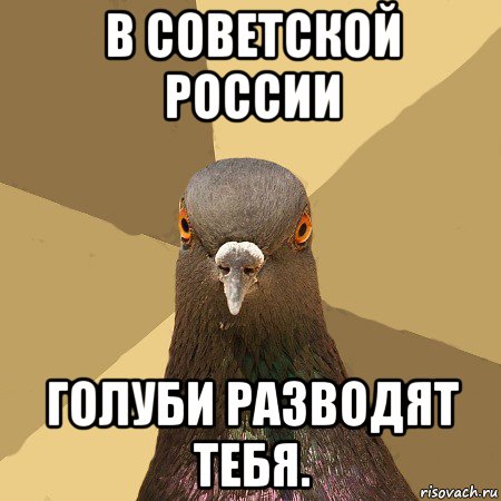 в советской россии голуби разводят тебя., Мем голубь