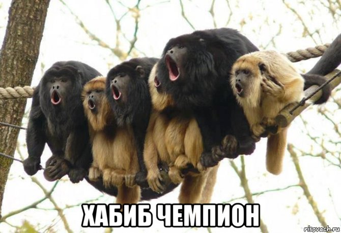  хабиб чемпион
