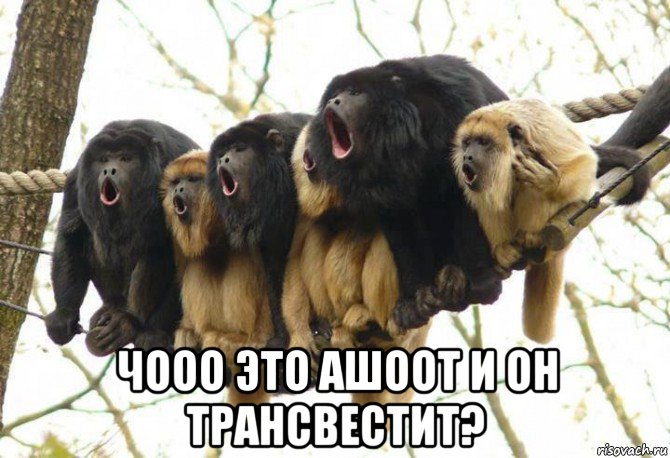  чооо это ашоот и он трансвестит?