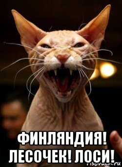  финляндия! лесочек! лоси!
