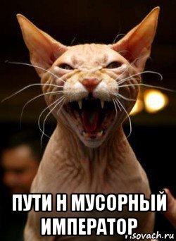  пути н мусорный император