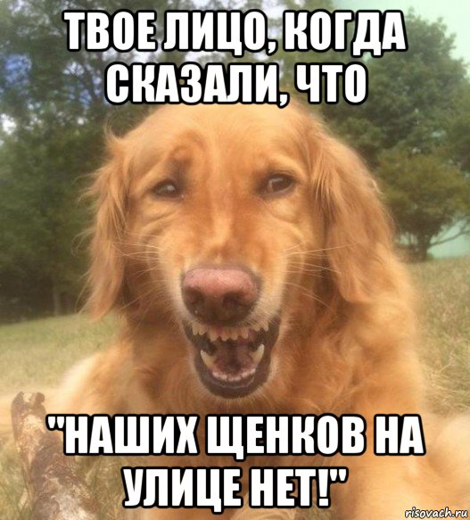 твое лицо, когда сказали, что "наших щенков на улице нет!", Мем   Когда увидел что соседского кота отнесли в чебуречную