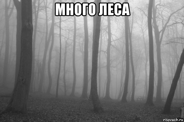 много леса , Мем лес