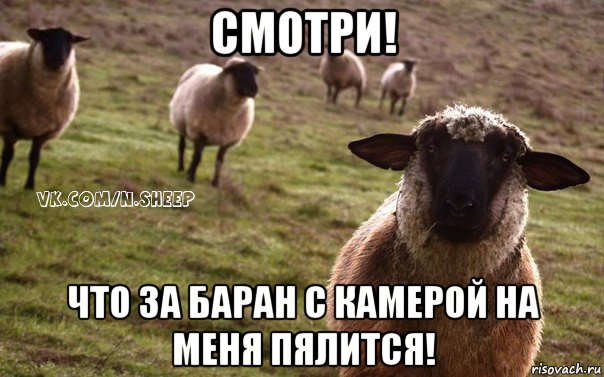 смотри! что за баран с камерой на меня пялится!