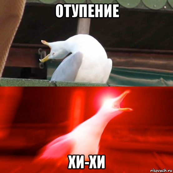 отупение хи-хи