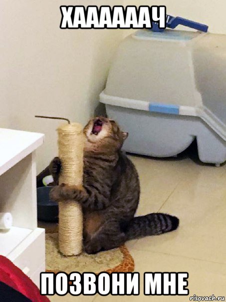 хаааааач позвони мне, Мем Орущий кот