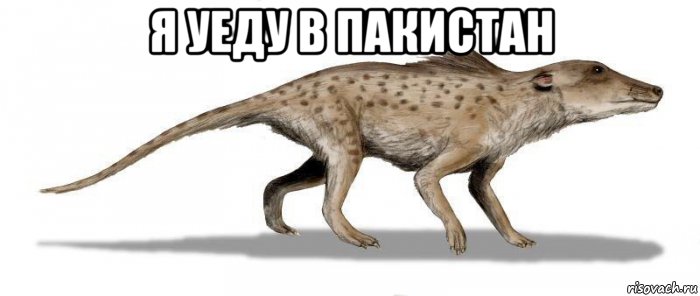 я уеду в пакистан 
