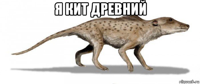 я кит древний 
