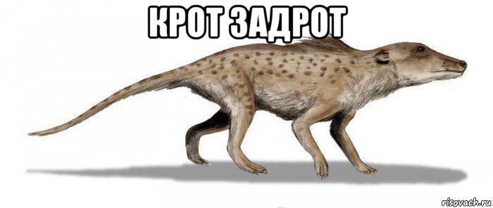 крот задрот 