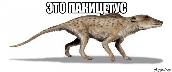 это пакицетус 