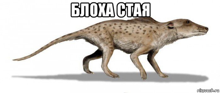 блоха стая 