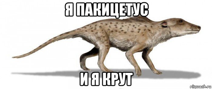 я пакицетус и я крут