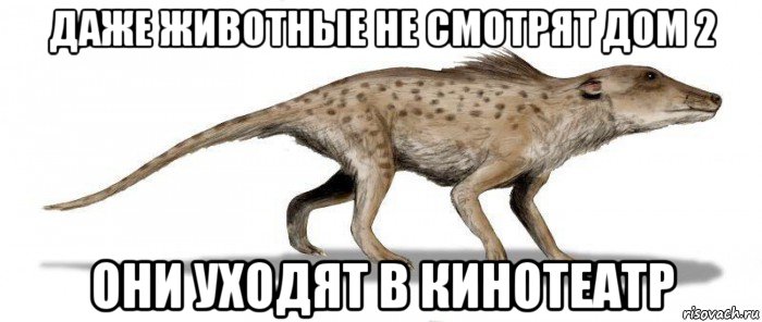 даже животные не смотрят дом 2 они уходят в кинотеатр