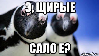 э, щирые сало е?