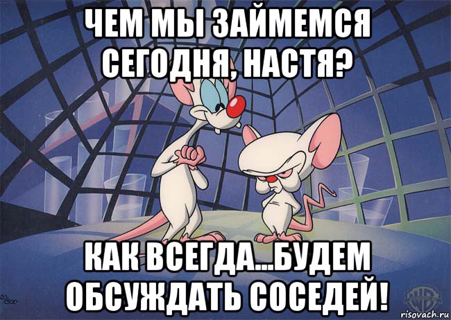 чем мы займемся сегодня, настя? как всегда...будем обсуждать соседей!, Мем ПИНКИ И БРЕЙН