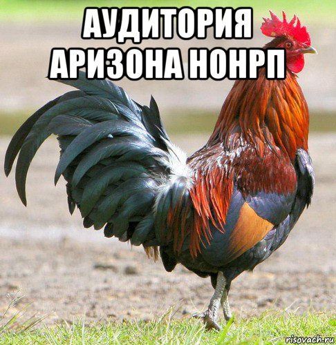 аудитория аризона нонрп 