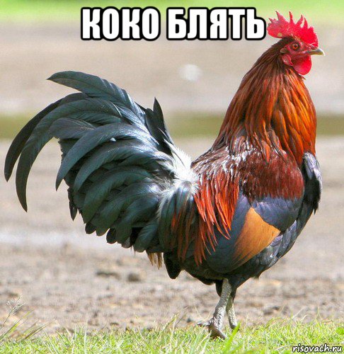коко блять 