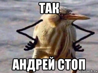 так андрей стоп