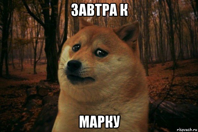 завтра к марку, Мем SAD DOGE