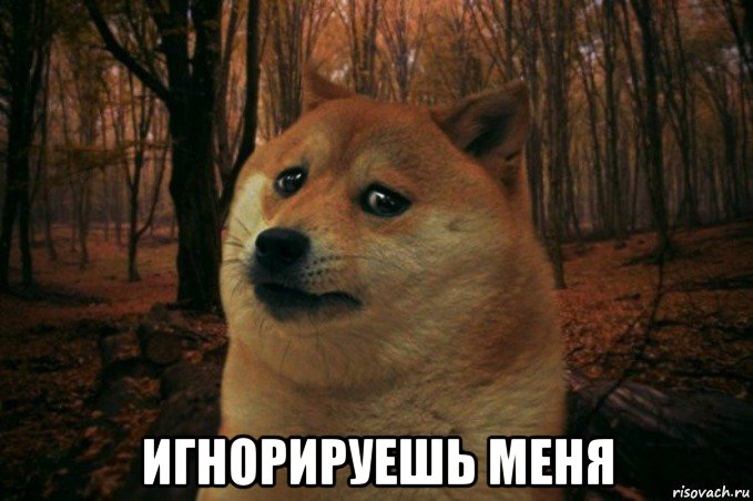  игнорируешь меня, Мем SAD DOGE