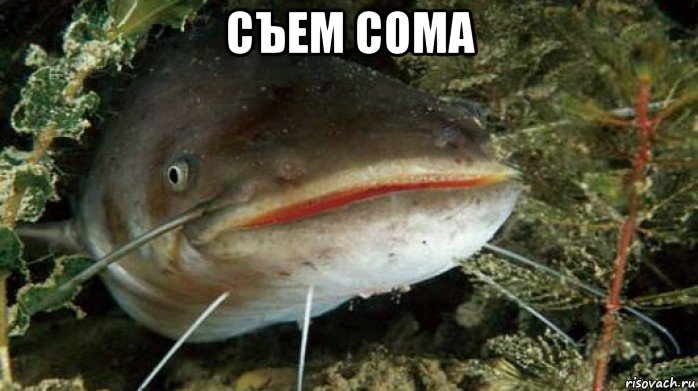 съем сома 