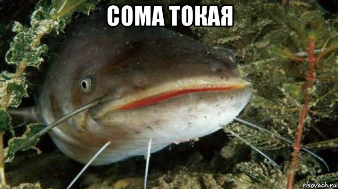 сома токая 