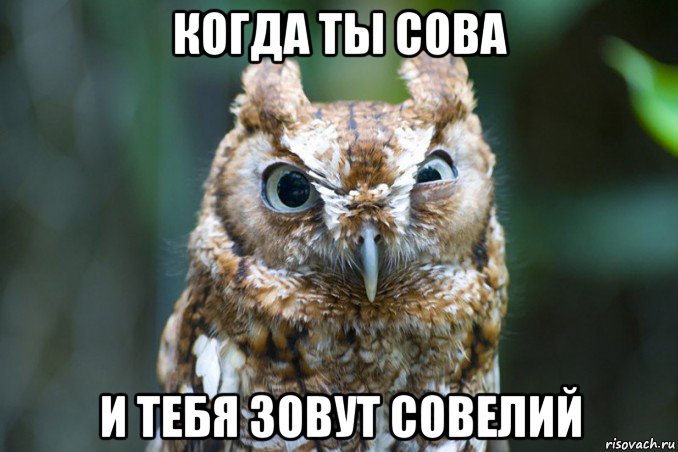когда ты сова и тебя зовут совелий, Мем Сова