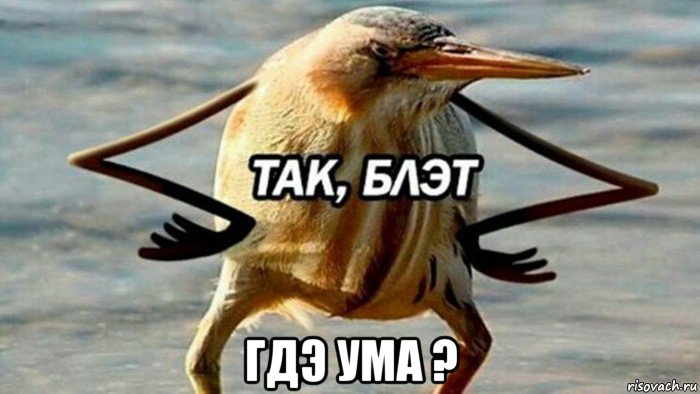  гдэ ума ?, Мем  Так блэт