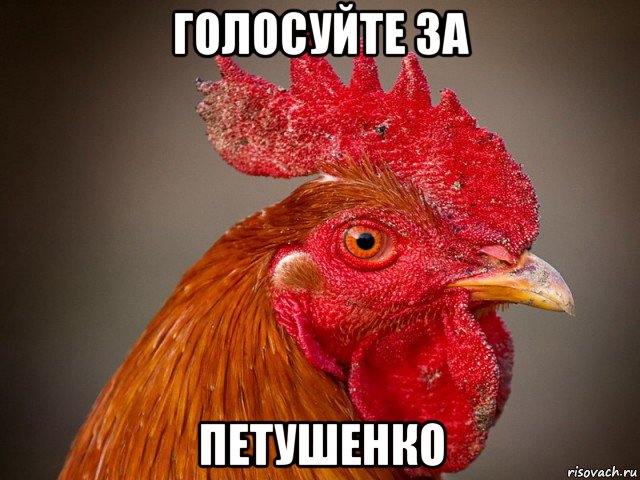 голосуйте за петушенко