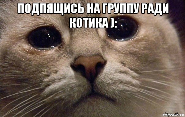 подпящись на группу ради котика ): , Мем   В мире грустит один котик