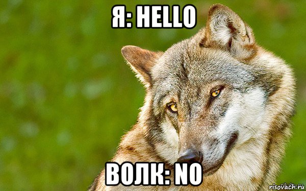 я: hello волк: no, Мем   Volf