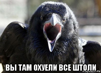  вы там охуели все штоли, Мем ворона
