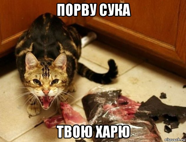 порву сука твою харю
