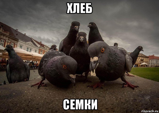 хлеб семки